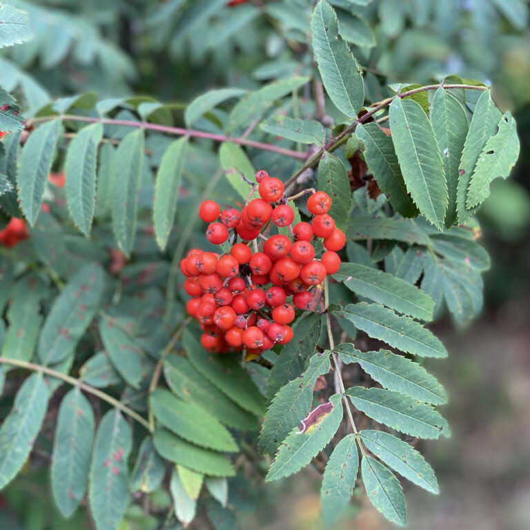 Fotografie - Jirka Šlajchrt